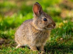 Lapin sur herbe