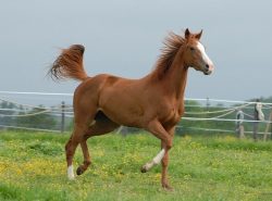 cheval au trop